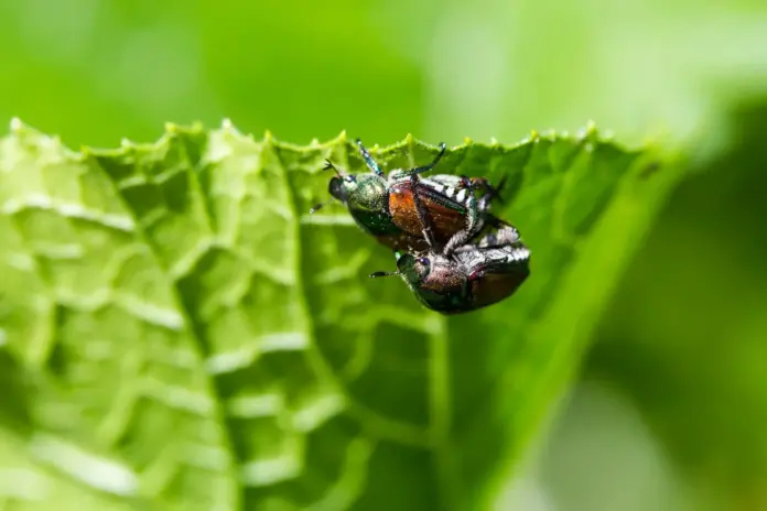 insetti agricoltura