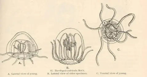 Struttura Turritopsis-Nutricula medusa
