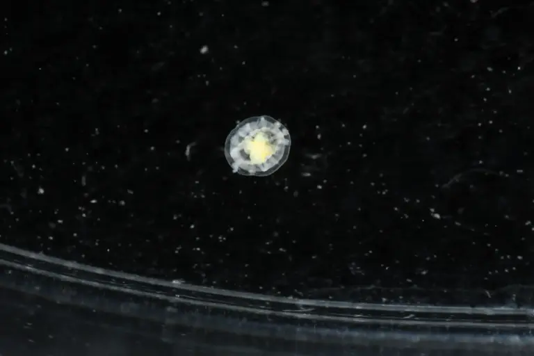 Turritopsis Dohrnii medusa immortale ciclo vitale biologia