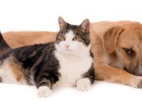cane e gatto