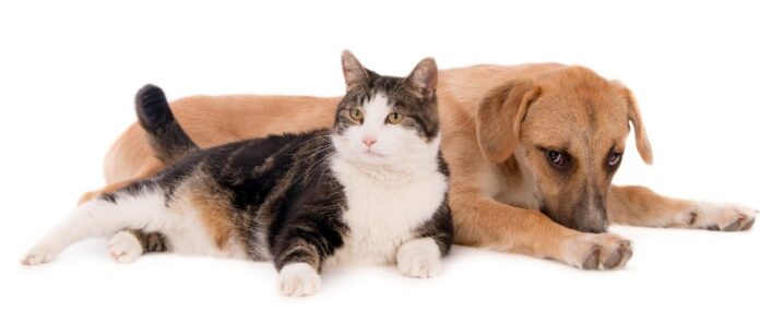 cane e gatto