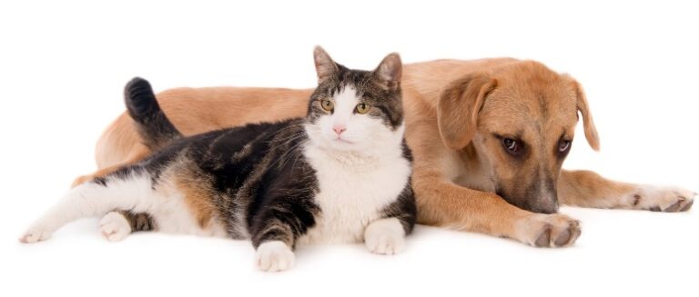 cane e gatto