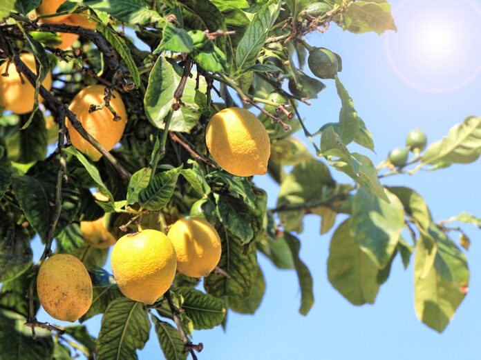 limone etna igp sicilia