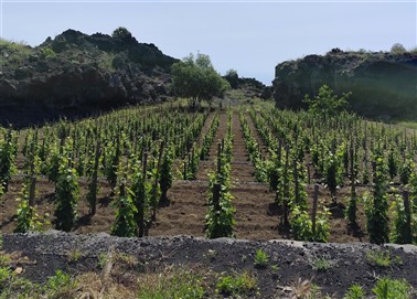 vigna