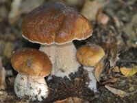 Funghi porcini
