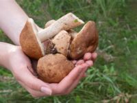 Porcini appena raccolti