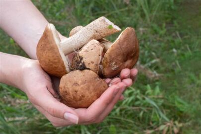 Porcini appena raccolti