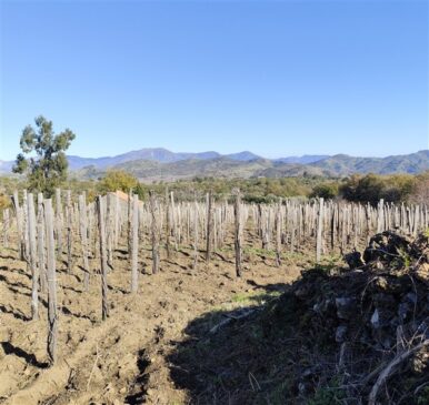 Vigna Etna