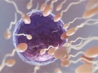 fertilita nel rendering 3d