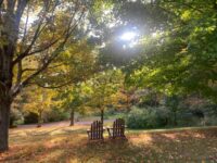 bosco mindfulness terapia