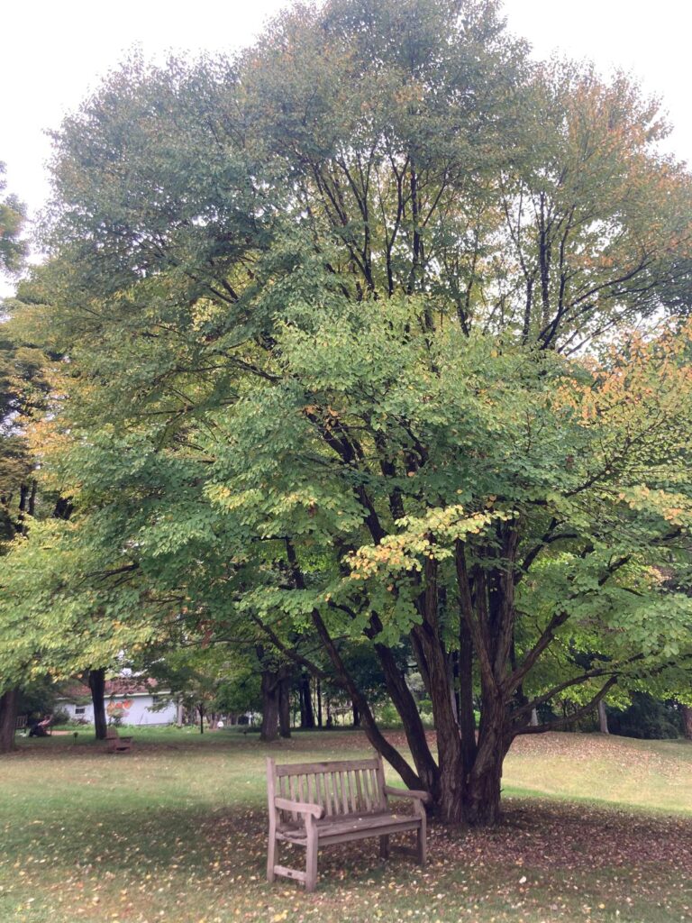 Mindfulness radici albero