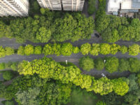 Verde piantare alberi città