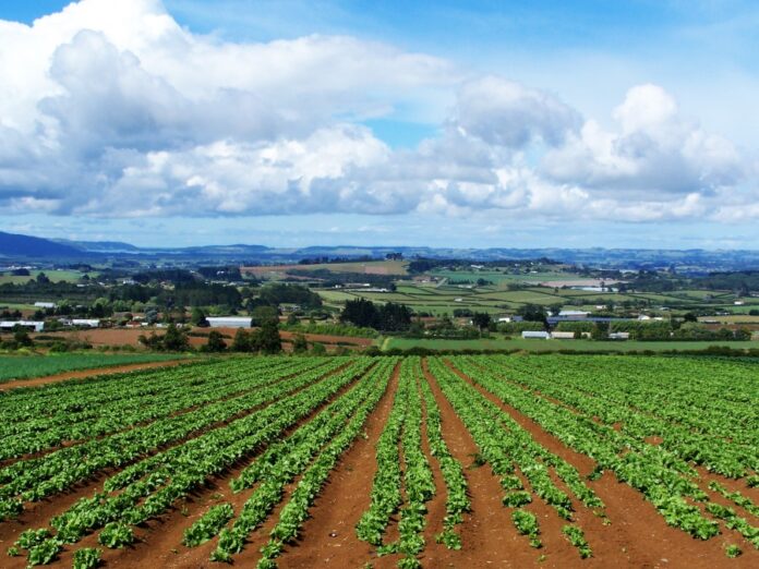 sorelle napoli mezzojuso azienda agricola sorelle napoli mezzojuso