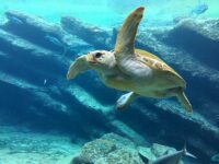 Oceano, plastic-free