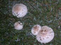 Funghi