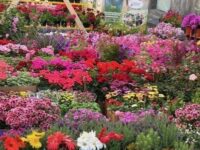 Festa dei Fiori Acireale