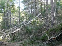 Sull’Etna alberi abbattutti dal peso della neve