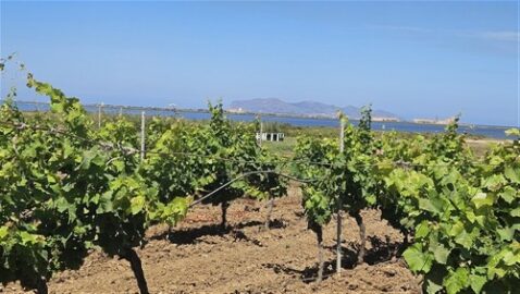 vigneti Birgi