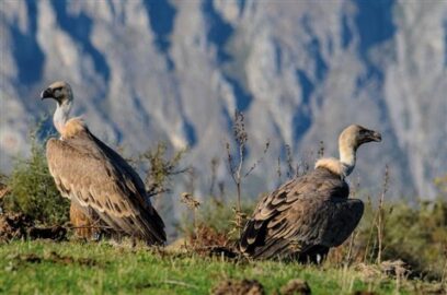 Avifauna del Parco dei Nebrodi