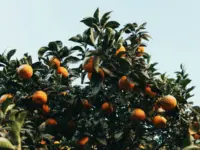 Spot Mediaset GAL limoni
