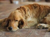 animali-asp-campagna-sicurezza-caldo