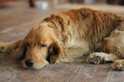 I consigli dell&rsquo;Asp per malore animali contro il caldo