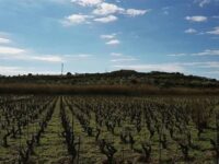 Cammino del Vin Festa Vendemmia-2026