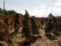 Cammino del Vino Tra i filari