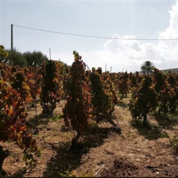 Cammino del Vino Tra i filari