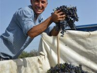Walter Guarrasi Fest Vendemmia 2026