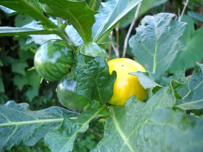 Solanum mauritianum - albero delle melanzane