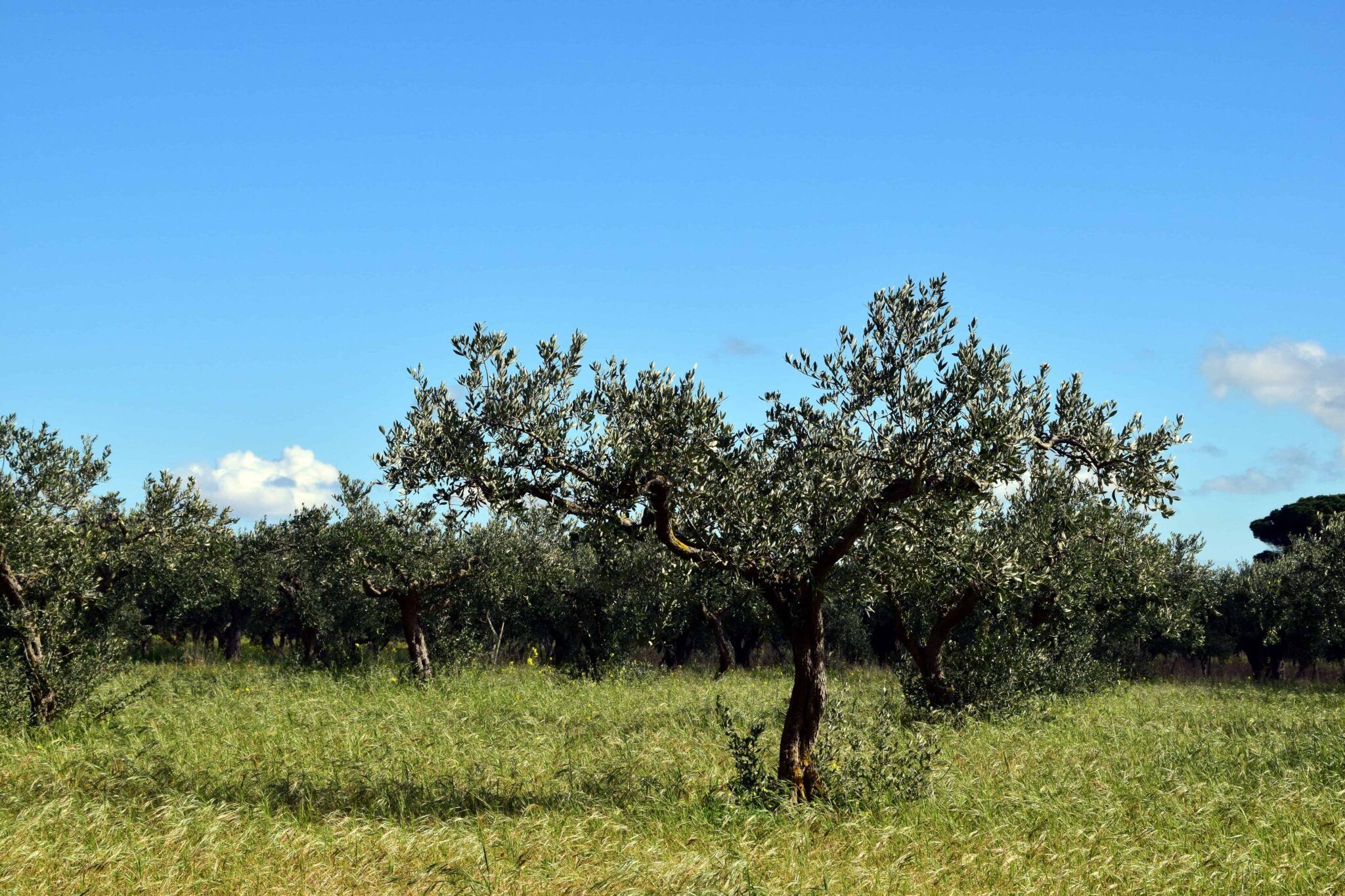 Orrto Ambiente / L'orto sull'albero come nuova coltivazione sostenibile - La ...