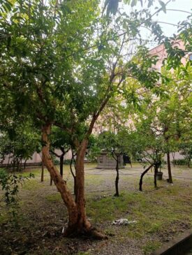 Giardino del chiostro san Biagio