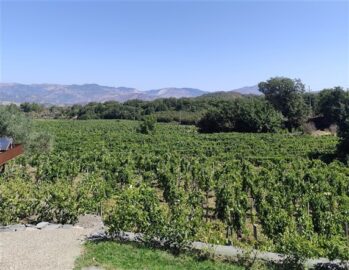 Vigna 2